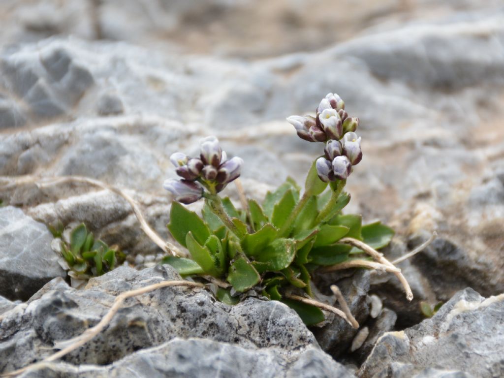 Arabis caerulea / Arabetta celeste